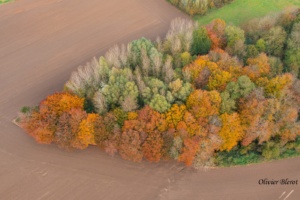 DJI_0957-top-woods-Olivier Blerot